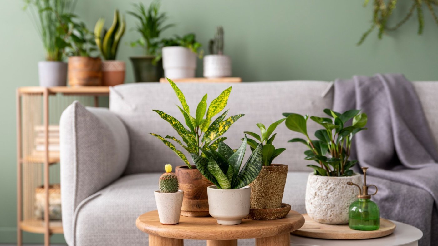 Beneficios de decorar tu casa con plantas